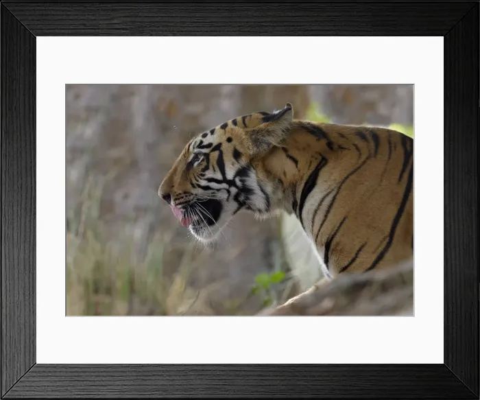 Framed Print : Male Bengal tiger (Panthera tigris tigris), Portrait, Tadoba Andhari Tiger Reserve Framed Print : Male Bengal tiger (Panthera tigris tigris), Portrait, Tadoba Andhari Tiger Reserve