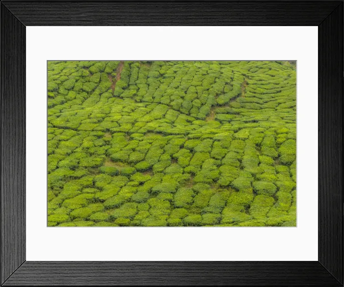 Framed Print : A tea plantation in Cameron Highlands, Pahang, Malaysia, Southeast Asia, Asia Framed Print : A tea plantation in Cameron Highlands, Pahang, Malaysia, Southeast Asia, Asia
