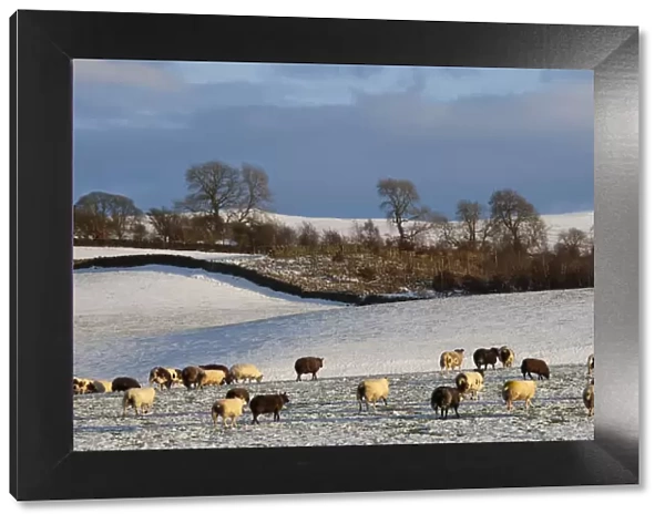 Sheep in snow, Eden Valley, Lower Pennines, Cumbria, England, United Kingdom, Europe