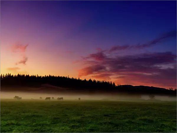 Farmland of Auburn at sunrise, Washington State, United States of America, North America