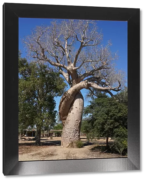 Lovers Baobab (Baobab Amoureux), Adansonia za tree near Kirindy Forest, Morondava