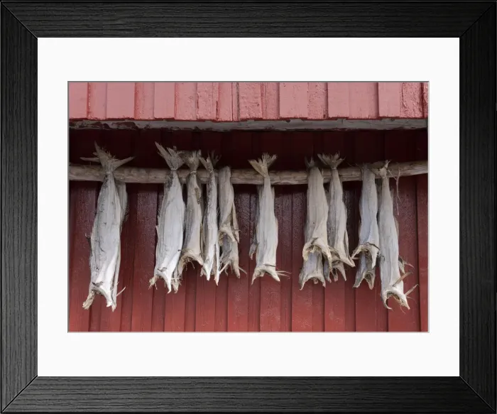 Framed Print : Cod drying on a wooden pole in Reine, Moskenesoy, the Lofoten Islands, Norway, Europe Framed Print : Cod drying on a wooden pole in Reine, Moskenesoy, the Lofoten Islands, Norway, Europe