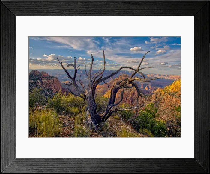 Framed Print : Grand Canyon view from the east slope of Buggeln Hill on the South Rim, Grand Canyon Framed Print : Grand Canyon view from the east slope of Buggeln Hill on the South Rim, Grand Canyon