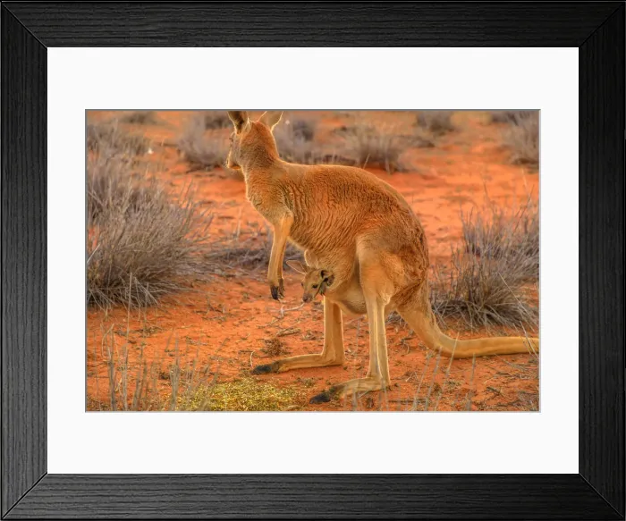 Framed Print : Side view of red kangaroo (Macropus rufus) with joey in its pouch, standing on