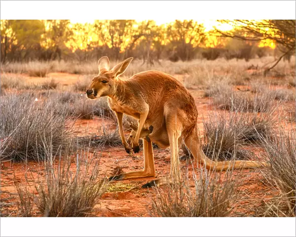 Side view of red kangaroo (Macropus rufus) with joey in its pouch, standing on the