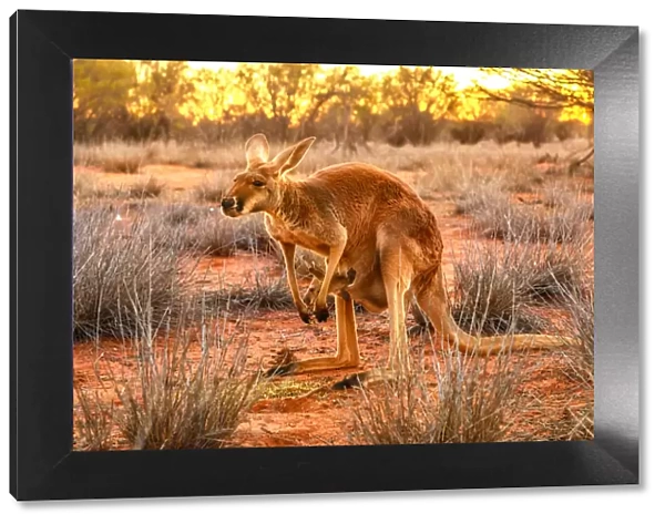 Side view of red kangaroo (Macropus rufus) with joey in its pouch, standing on the