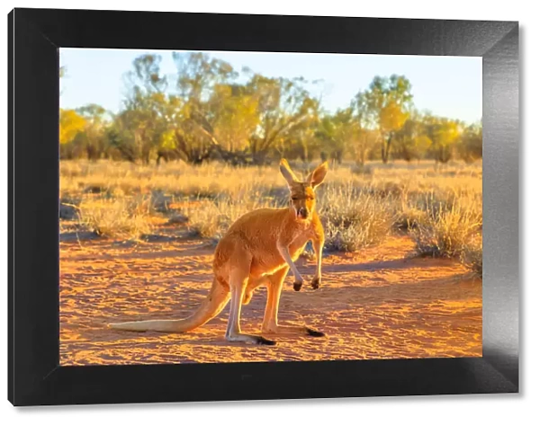 Side view of red kangaroo (Macropus rufus) standing on the red sand of Outback central