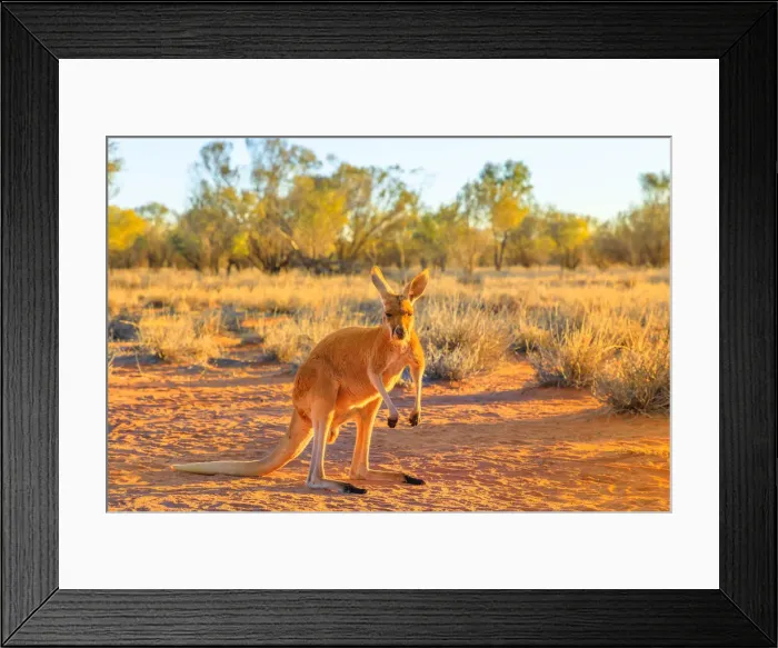 Framed Print : Side view of red kangaroo (Macropus rufus) standing on the red sand of Outback central Framed Print : Side view of red kangaroo (Macropus rufus) standing on the red sand of Outback central
