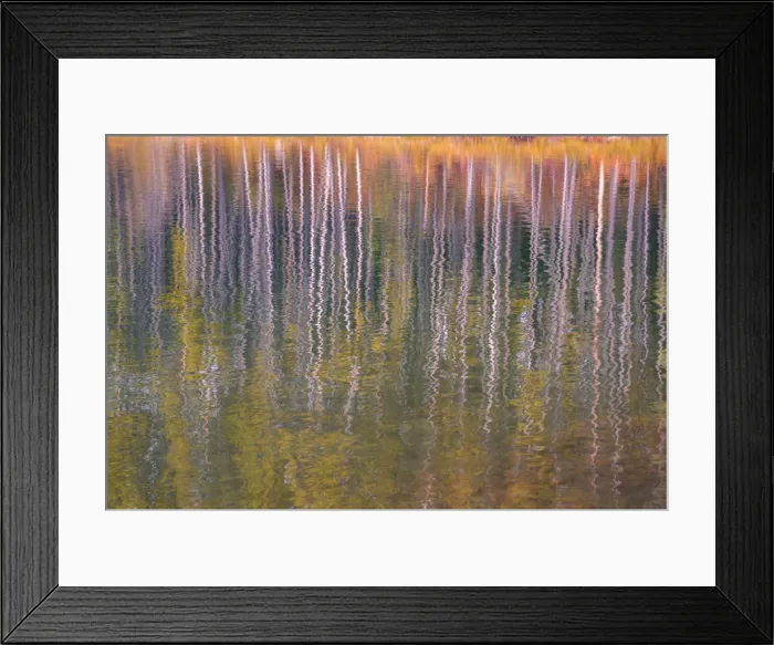 Framed Print : Autumn aspens reflected in a lake, Banff National Park, UNESCO World Heritage Site