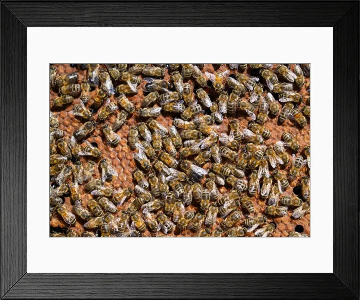 Framed Print : Carniolan honey bees, Santa Giustina, Belluno, Italy, Europe Framed Print : Carniolan honey bees, Santa Giustina, Belluno, Italy, Europe