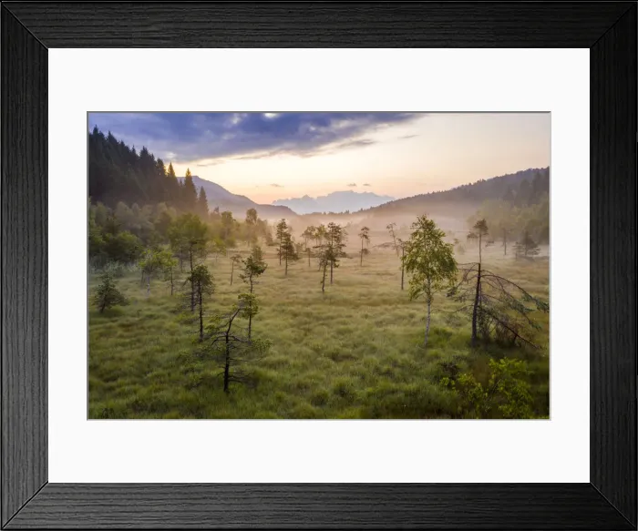 Framed Print : Lone trees in the misty landscape of Pian di Gembro Nature Reserve, aerial view, Aprica Framed Print : Lone trees in the misty landscape of Pian di Gembro Nature Reserve, aerial view, Aprica