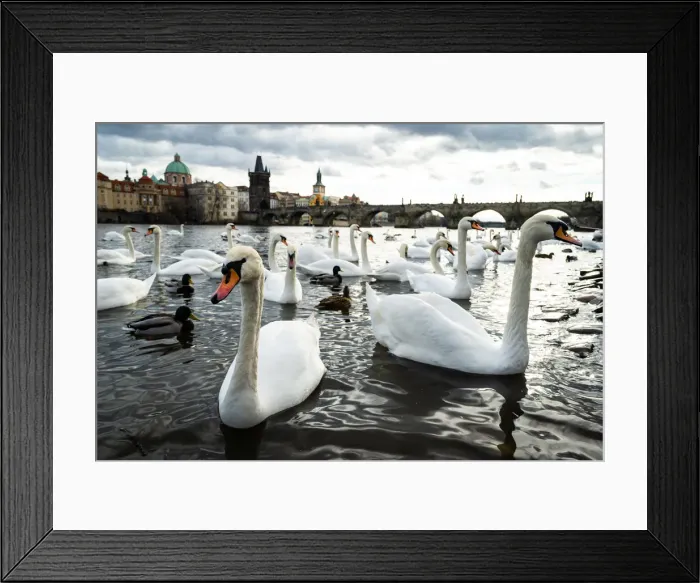 Framed Print : Swans gather on the banks of the Vltava river with Charles Bridge in the background Framed Print : Swans gather on the banks of the Vltava river with Charles Bridge in the background