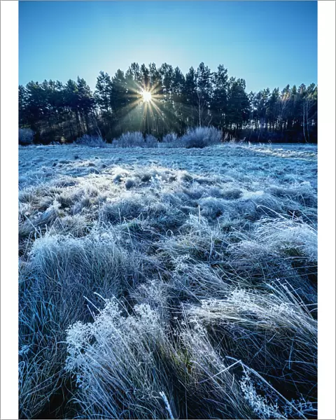 Morning frost in Gorajec, Lublin Voivodeship, Poland, Europe