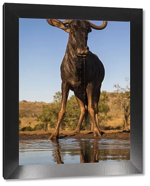 Common wildebeest (Connochaetes taurinus) at water, Zimanga game reserve, KwaZulu-Natal