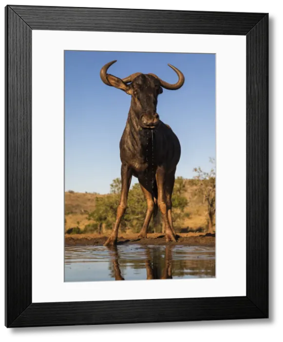 Framed Print : Common wildebeest (Connochaetes taurinus) at water, Zimanga game reserve, KwaZulu-Natal Framed Print : Common wildebeest (Connochaetes taurinus) at water, Zimanga game reserve, KwaZulu-Natal