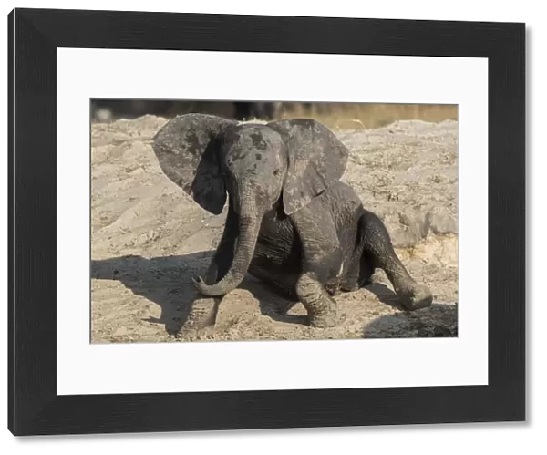 African elephant (Loxodonta africana) young rubbing, Chobe National Park, Botswana