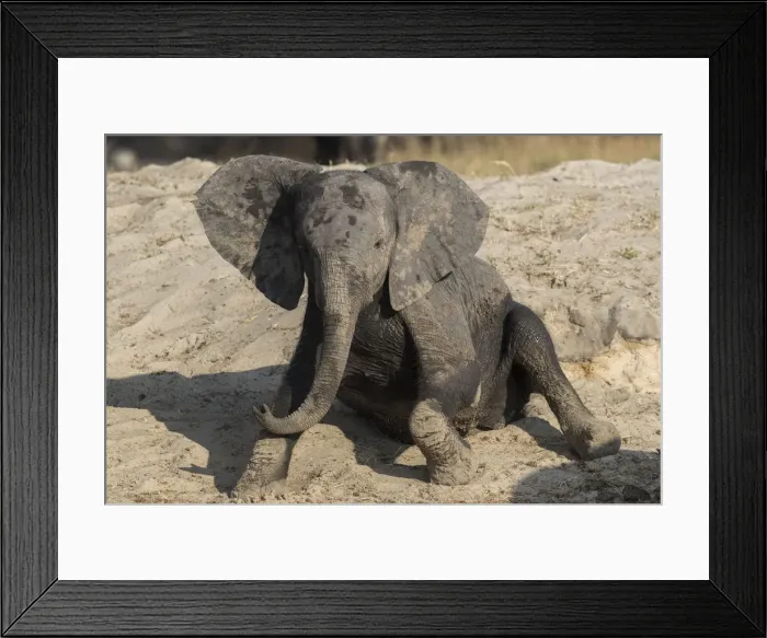 Framed Print : African elephant (Loxodonta africana) young rubbing, Chobe National Park, Botswana