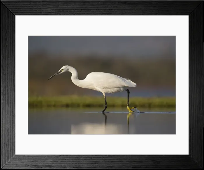 Framed Print : Little egret (Egretta garzetta), Zimanga private game reserve, KwaZulu-Natal, South Framed Print : Little egret (Egretta garzetta), Zimanga private game reserve, KwaZulu-Natal, South