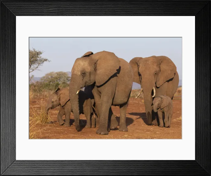 Framed Print : African elephant (Loxodonta africana), Zimanga game reserve, KwaZulu-Natal, South Africa Framed Print : African elephant (Loxodonta africana), Zimanga game reserve, KwaZulu-Natal, South Africa