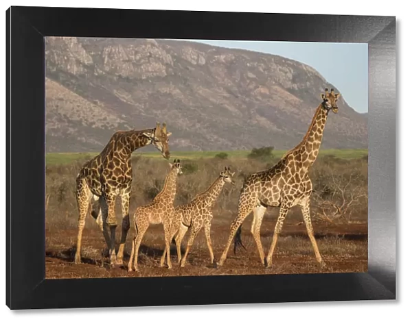 Giraffe (Giraffa camelopardalis), Zimanga game reserve, KwaZulu-Natal, South Africa