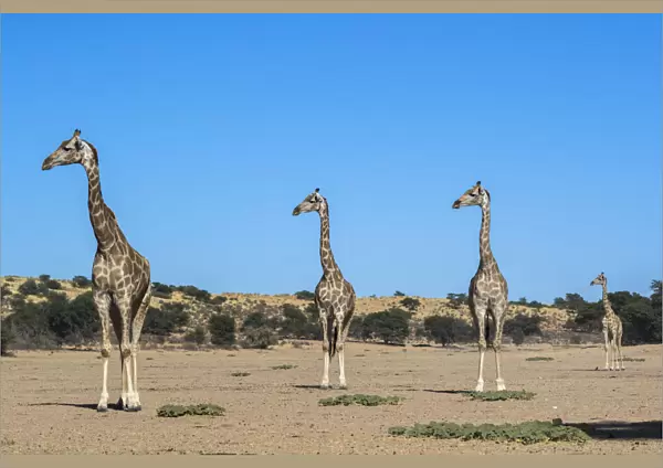 Giraffe (Giraffe camelopardalis), Kgalagadi Transfrontier Park, South Africa, Africa