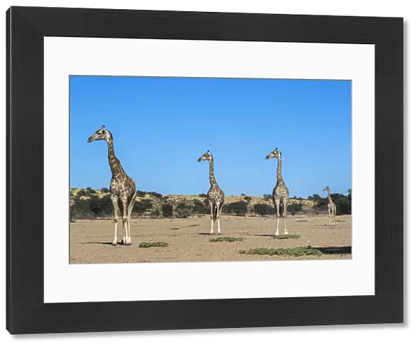 Giraffe (Giraffe camelopardalis), Kgalagadi Transfrontier Park, South Africa, Africa