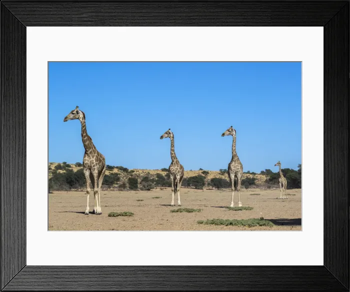 Framed Print : Giraffe (Giraffe camelopardalis), Kgalagadi Transfrontier Park, South Africa, Africa Framed Print : Giraffe (Giraffe camelopardalis), Kgalagadi Transfrontier Park, South Africa, Africa