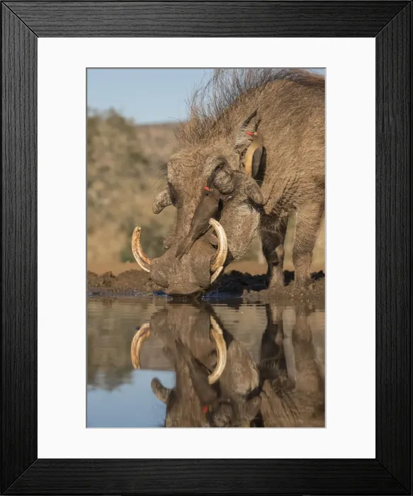 Framed Print : Warthog (Phacochoerus africanus) drinking, with redbilled oxpeckers, Zimanga game reserve Framed Print : Warthog (Phacochoerus africanus) drinking, with redbilled oxpeckers, Zimanga game reserve