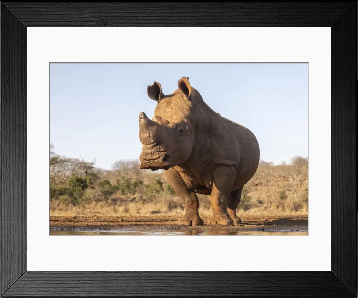 Framed Print : White rhino (Ceratotherium simum) bull at water, Zimanga private game reserve Framed Print : White rhino (Ceratotherium simum) bull at water, Zimanga private game reserve