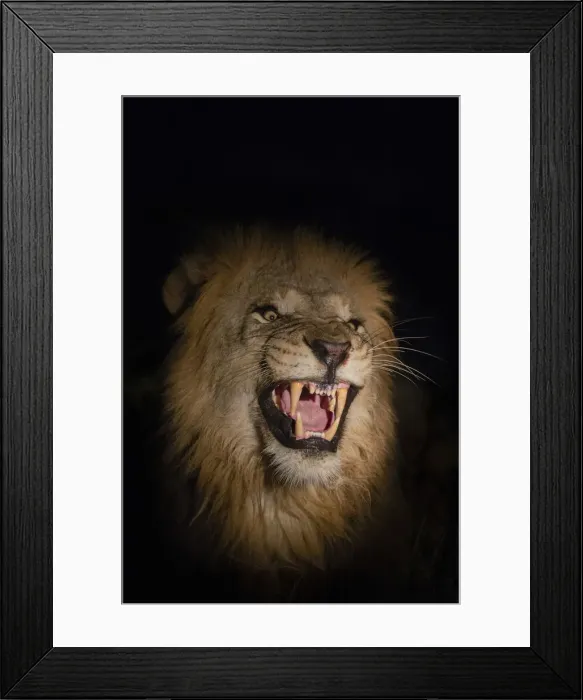 Framed Print : Lion (Panthera leo) male at night, Zimanga private game reserve, KwaZulu-Natal, South Framed Print : Lion (Panthera leo) male at night, Zimanga private game reserve, KwaZulu-Natal, South