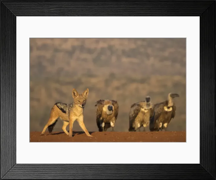 Framed Print : Blackbacked jackal (Canis mesomelas), Zimanga private game reserve, KwaZulu-Natal Framed Print : Blackbacked jackal (Canis mesomelas), Zimanga private game reserve, KwaZulu-Natal