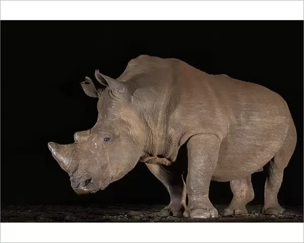 White rhino (Ceratotherium simum) at night, Zimanga private game reserve, KwaZulu-Natal