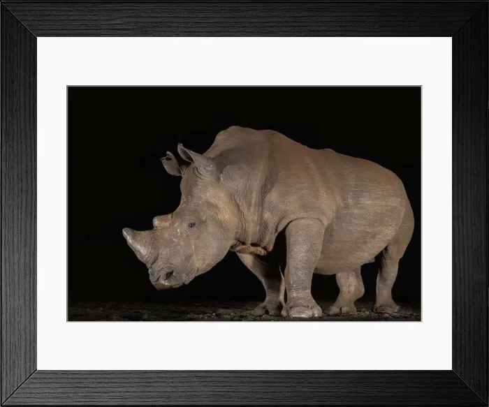 Framed Print : White rhino (Ceratotherium simum) at night, Zimanga private game reserve, KwaZulu-Natal Framed Print : White rhino (Ceratotherium simum) at night, Zimanga private game reserve, KwaZulu-Natal
