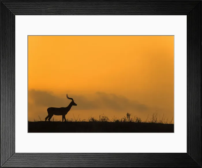 Framed Print : Impala (Aepyceros melampus) at dusk, Zimanga game reserve, KwaZulu-Natal, South Africa Framed Print : Impala (Aepyceros melampus) at dusk, Zimanga game reserve, KwaZulu-Natal, South Africa