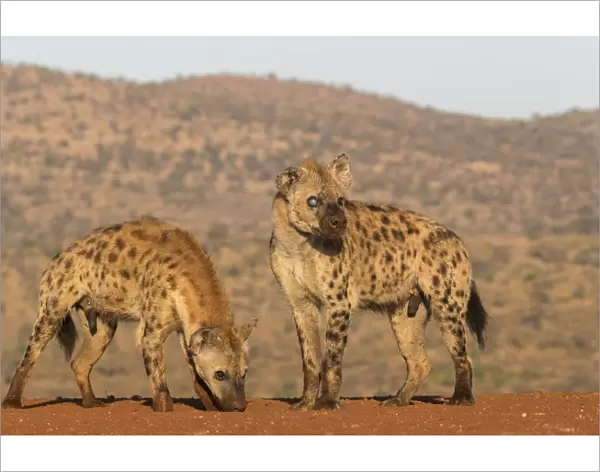 Spotted hyena (Crocuta crocuta), Zimanga private game reserve, KwaZulu-Natal, South