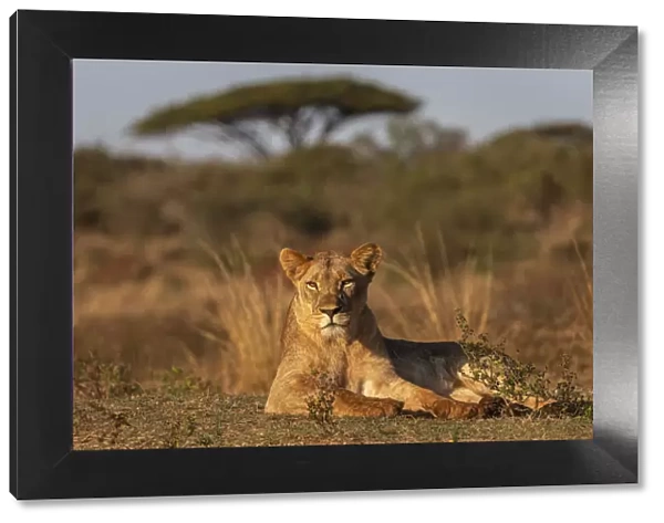 Lioness (Panthera leo), Zimanga private game reserve, KwaZulu-Natal, South Africa, Africa