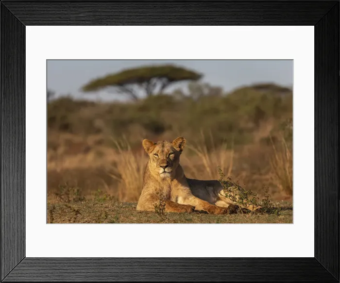 Framed Print : Lioness (Panthera leo), Zimanga private game reserve, KwaZulu-Natal, South Africa, Africa Framed Print : Lioness (Panthera leo), Zimanga private game reserve, KwaZulu-Natal, South Africa, Africa