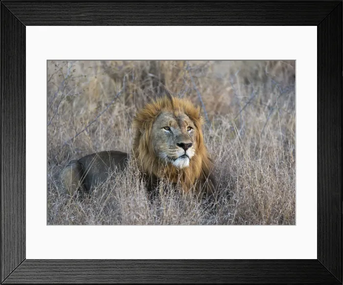 Framed Print : Lion (Panthera leo), Zimanga private game reserve, KwaZulu-Natal, South Africa, Africa Framed Print : Lion (Panthera leo), Zimanga private game reserve, KwaZulu-Natal, South Africa, Africa