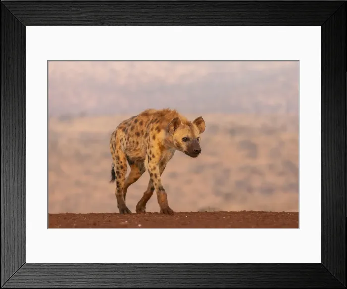 Framed Print : Spotted hyena (Crocuta crocuta), Zimanga private game reserve, KwaZulu-Natal, South Framed Print : Spotted hyena (Crocuta crocuta), Zimanga private game reserve, KwaZulu-Natal, South