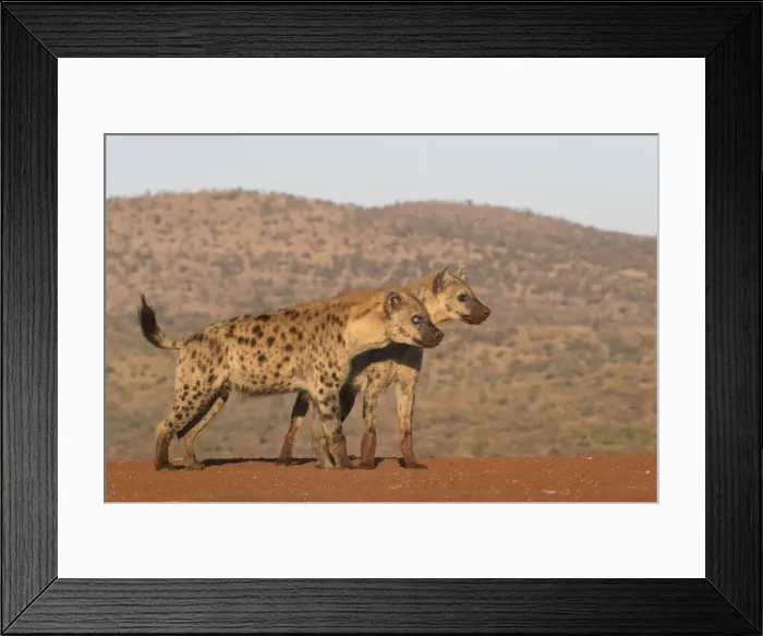 Framed Print : Spotted hyena (Crocuta crocuta), Zimanga private game reserve, KwaZulu-Natal, South Framed Print : Spotted hyena (Crocuta crocuta), Zimanga private game reserve, KwaZulu-Natal, South