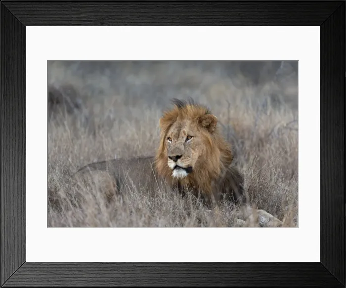 Framed Print : Lion (Panthera leo), Zimanga private game reserve, KwaZulu-Natal, South Africa, Africa Framed Print : Lion (Panthera leo), Zimanga private game reserve, KwaZulu-Natal, South Africa, Africa