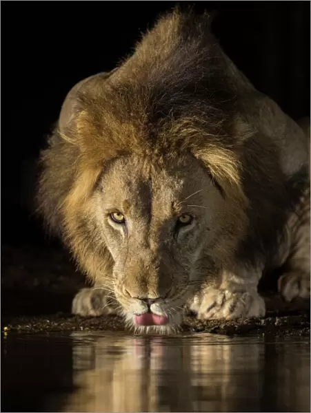 Lion (Panthera leo) drinking at night, Zimanga private game reserve, KwaZulu-Natal