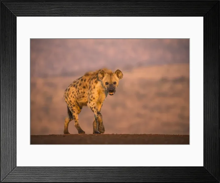 Framed Print : Spotted hyena (Crocuta crocuta), Zimanga private game reserve, KwaZulu-Natal, South Framed Print : Spotted hyena (Crocuta crocuta), Zimanga private game reserve, KwaZulu-Natal, South