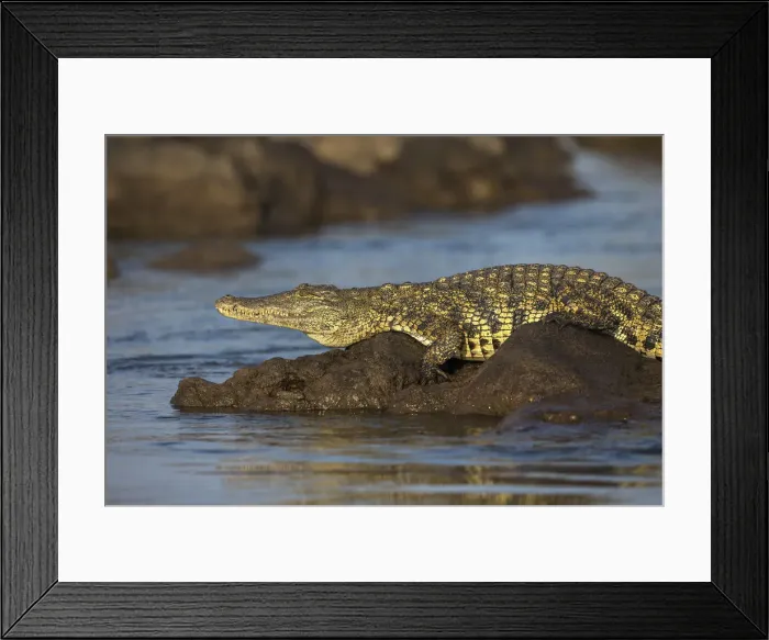 Framed Print : Nile crocodile (Crocodylus niloticus), Chobe River, Botswana, Africa Framed Print : Nile crocodile (Crocodylus niloticus), Chobe River, Botswana, Africa