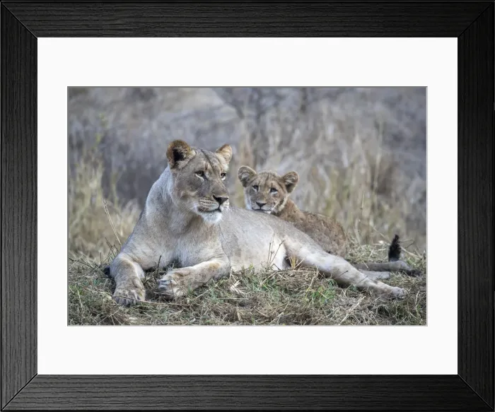 Framed Print : Lioness (Panthera leo) with cub, Zimanga private game reserve, KwaZulu-Natal, South Framed Print : Lioness (Panthera leo) with cub, Zimanga private game reserve, KwaZulu-Natal, South