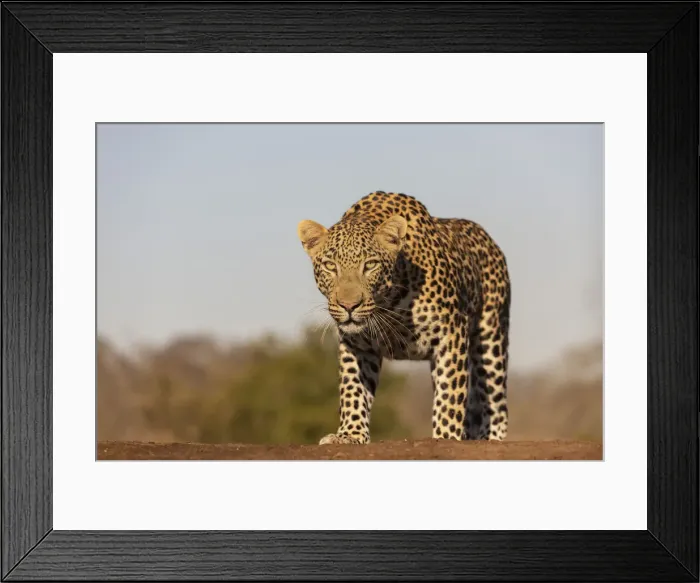 Framed Print : Leopard (Panthera pardus) male, Zimanga private game reserve, KwaZulu-Natal, South Africa Framed Print : Leopard (Panthera pardus) male, Zimanga private game reserve, KwaZulu-Natal, South Africa
