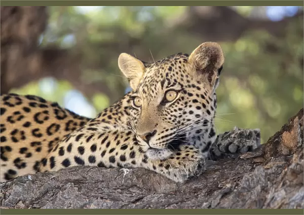 Leopard (Panthera pardus) female, Kgalagadi Transfrontier Park, South Africa, Africa