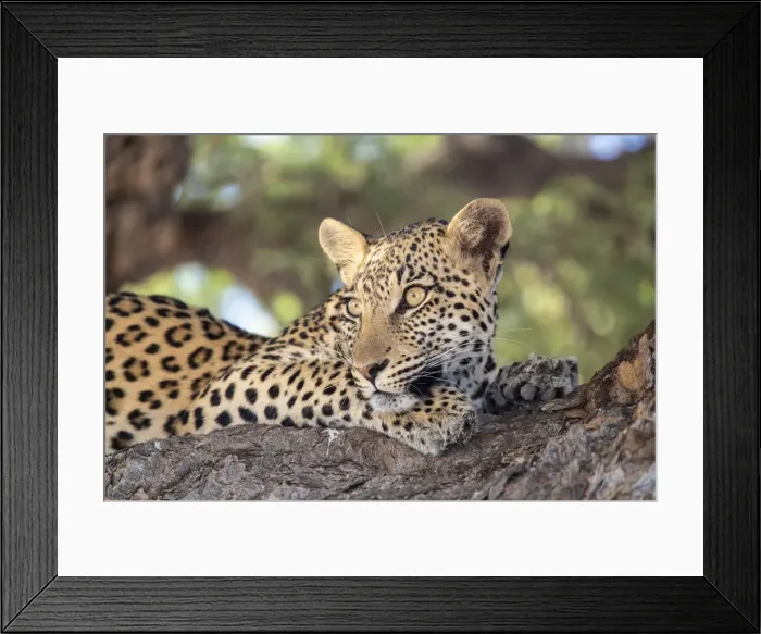 Framed Print : Leopard (Panthera pardus) female, Kgalagadi Transfrontier Park, South Africa, Africa Framed Print : Leopard (Panthera pardus) female, Kgalagadi Transfrontier Park, South Africa, Africa
