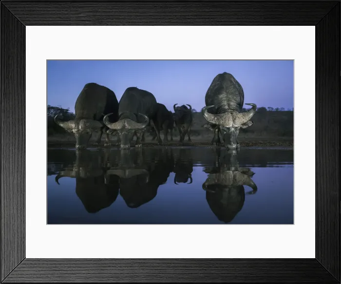 Framed Print : Cape buffalo (Syncerus caffer) drinking at dusk, Zimanga private game reserve Framed Print : Cape buffalo (Syncerus caffer) drinking at dusk, Zimanga private game reserve