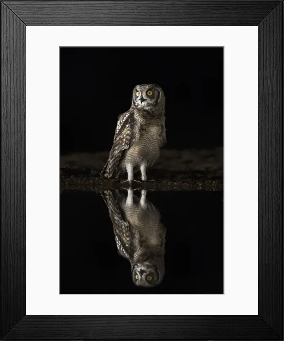 Framed Print : Spotted eagle owl (Bubo africanus) at night, Zimanga private game reserve, KwaZulu-Natal Framed Print : Spotted eagle owl (Bubo africanus) at night, Zimanga private game reserve, KwaZulu-Natal